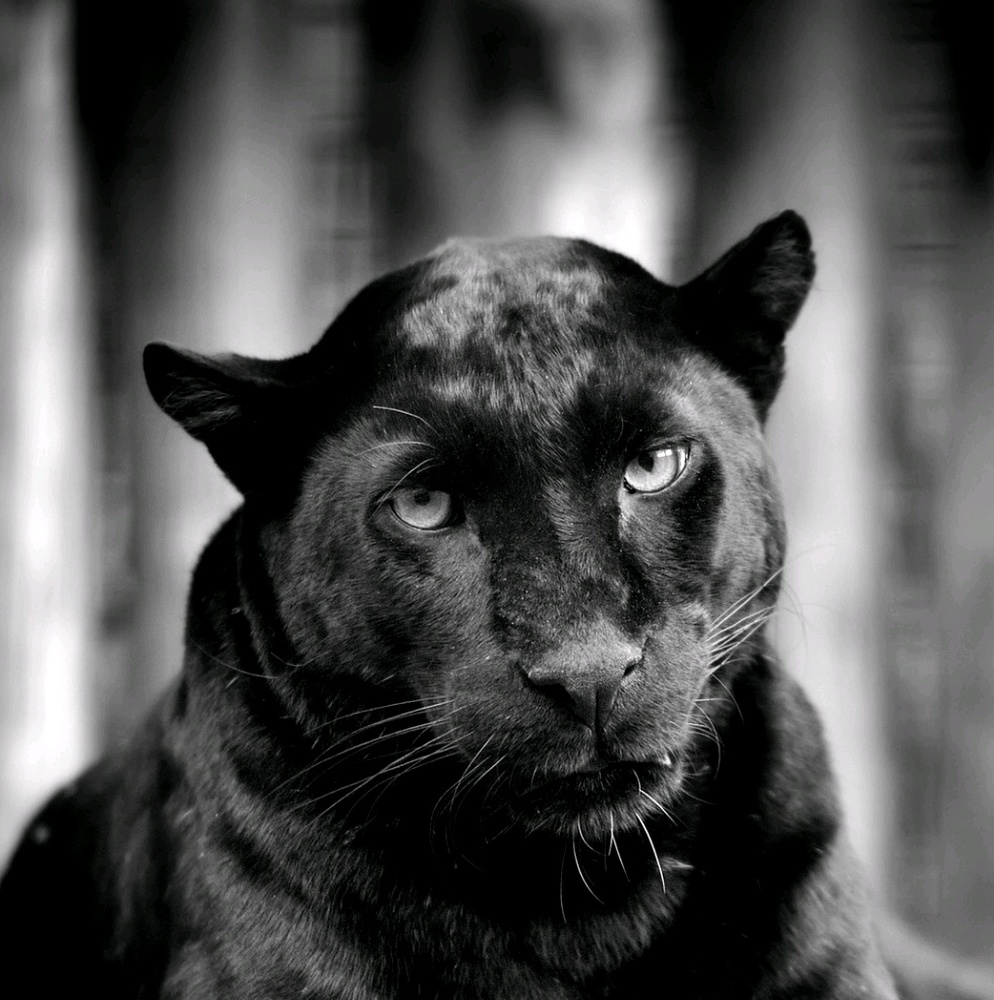 Meet your Posher, Leonard